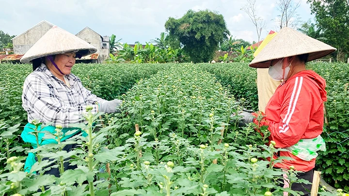 Chăm sóc hoa cúc tại làng hoa Hà Đông (Điện Bàn, Quảng Nam).