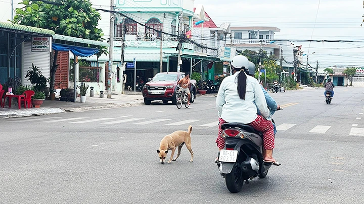 Chó thả rông nơi công cộng gây nguy hiểm cho cộng đồng.