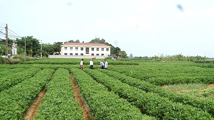 Một cánh đồng xen canh ở Hợp tác xã Quảng Bình.