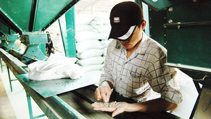 Các doanh nghiệp xuất khẩu nông sản cần cập nhật kịp thời các tiêu chuẩn mới của nước nhập khẩu. Ảnh: ANH QUÂN