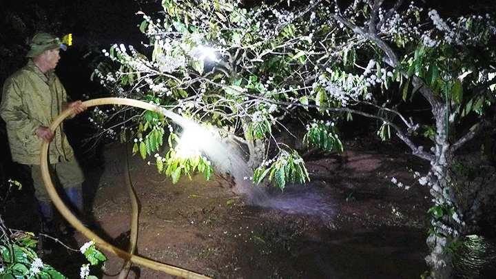 Tưới nước đêm gần rừng ma