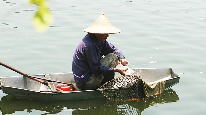 Theo ông đánh cá ao cho mẹ om húi trấu