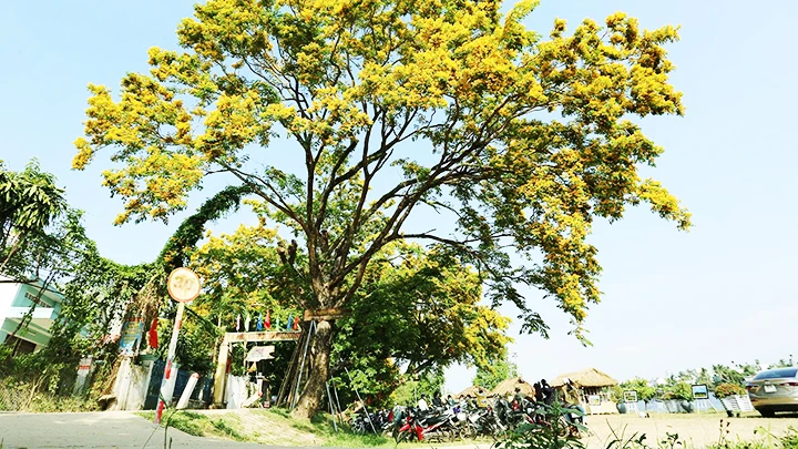 Làng sinh thái Hương Trà là nơi sở hữu quần thể sưa vàng cổ thụ quý hiếm.