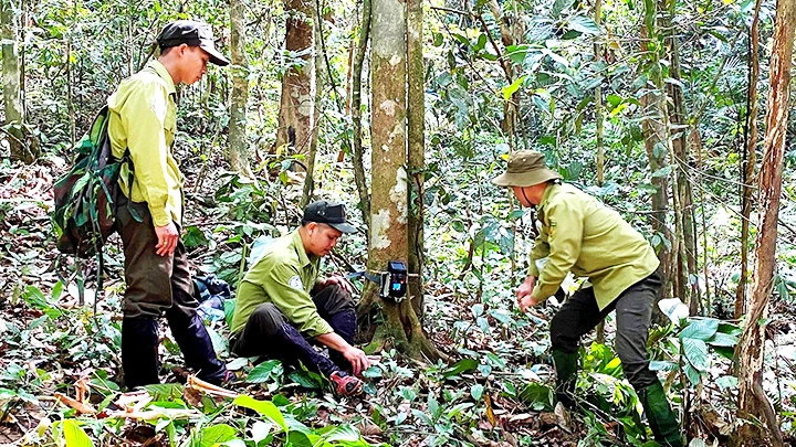 Cán bộ kiểm lâm Vườn Quốc gia Chư Yang Sin đặt bẫy ảnh giám sát và thu thập dữ liệu về sao la và các loài động vật hoang dã khác.
