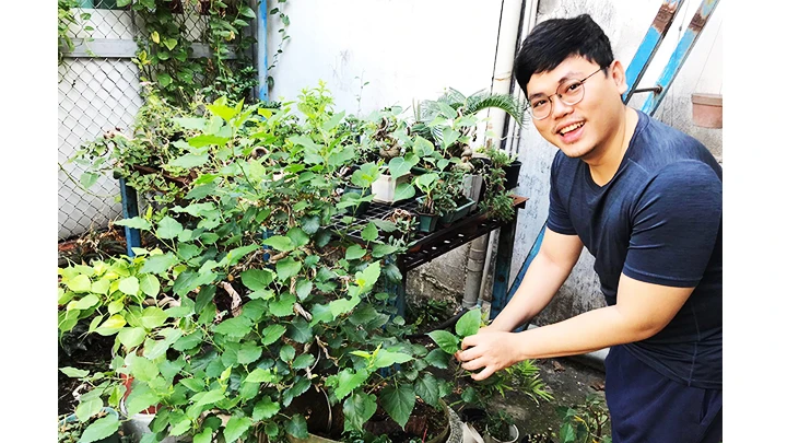 Bonsai dâu tằm đang là thú chơi cây được yêu thích ở một số địa phương. Ảnh: TẤN ĐẠT 
