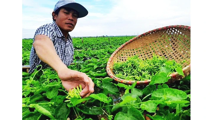 Ngày nào anh Thơ cũng dành thời gian chăm sóc khu vườn hoa thiên lý của mình.