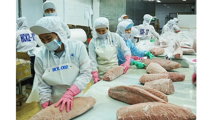 Chế biến cá ngừ xuất khẩu. Ảnh: NAM ANH