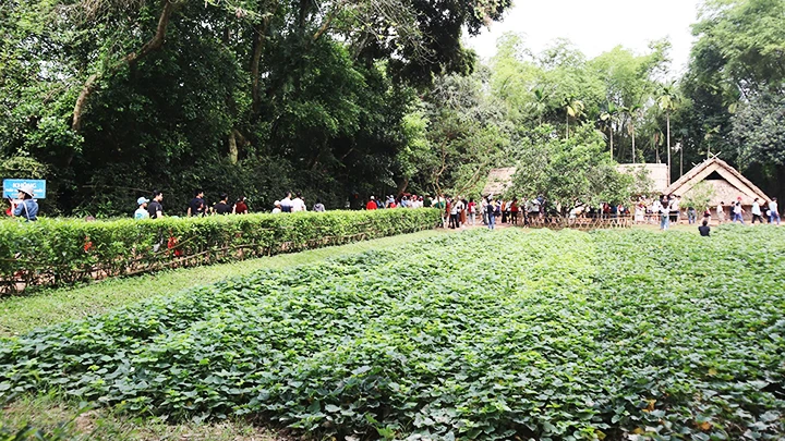 Không gian bình dị, thân thuộc của gia đình Bác ở Kim Liên, Nam Đàn, Nghệ An luôn được chăm sóc cẩn thận để đón những bước chân từ muôn nơi về thăm.