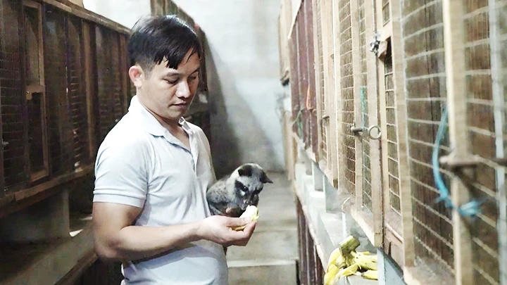 Nuôi chồn không cần chi phí lớn, thức ăn của chúng chủ yếu là quả chuối chín.