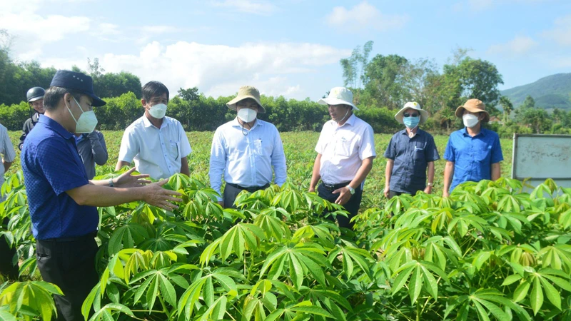 Lãnh đạo tỉnh Quảng Ngãi và các cơ quan chức năng kiểm tra mô hình trồng khảo nghiệm giống sắn kháng bệnh HN3.