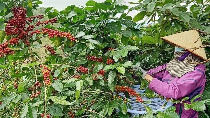 Người dân tỉnh Lâm Đồng thu hoạch cà-phê. (ẢnhMai Văn Bảo)