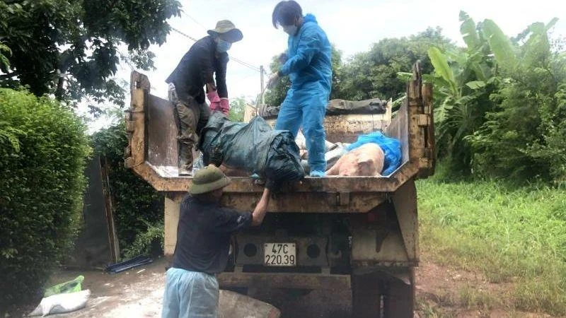 Xuất hiện ổ dịch tả lợn châu Phi tại thành phố Buôn Ma Thuột