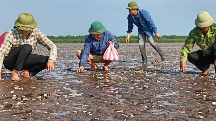 Ngao chết bất thường trong một thời gian ngắn, trùng với thời điểm tàu chở dầu Hà An 01 chìm trên biển Thái Bình.