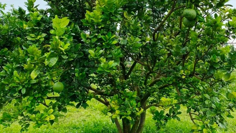 Vườn bưởi của hộ ông Mai Xuân Thìn, xã Đắk Ru, huyện Đắk R’lấp, tỉnh Đắk Nông vừa được cấp mã số vùng trồng xuất khẩu sang Mỹ.