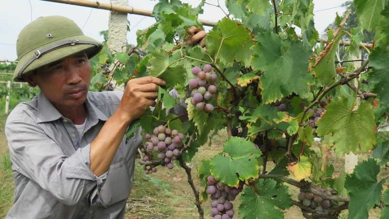 Người dân thôn Nà Chuông, Mai Pha (thành phố Lạng Sơn) ứng dụng khoa học kỹ thuật chăm sóc cây nho Tảo hồng cho năng suất cao.