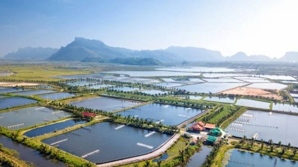 Giảm 30% tiền thuê đất, mặt nước cho đối tượng ảnh hưởng bởi dịch Covid-19