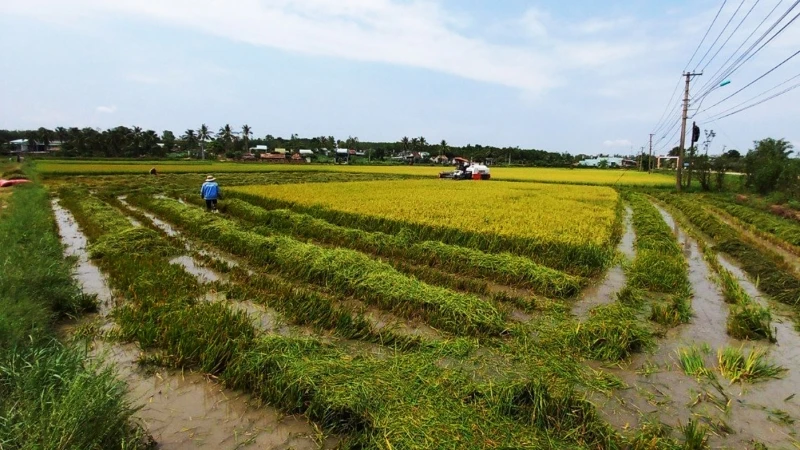 Cánh đồng lúa tại thôn 5, xã Đoàn Kết bị ngã rạp do mưa đá, gió lốc.