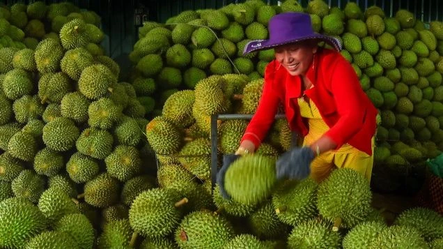 Thu hoạch sầu riêng tại Đồng Nai.