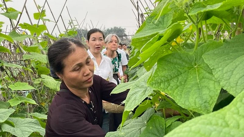 Du khách hào hứng trải nghiệm công việc nhà nông.