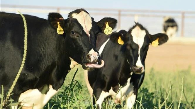Bò sữa được nuôi tại trang trại ở Porterville, California, Mỹ. (Ảnh minh họa: AFP/TTXVN)