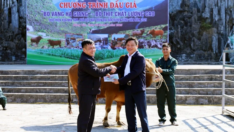 Đấu giá bò vàng để ủng hộ chương trình xóa nhà tạm.