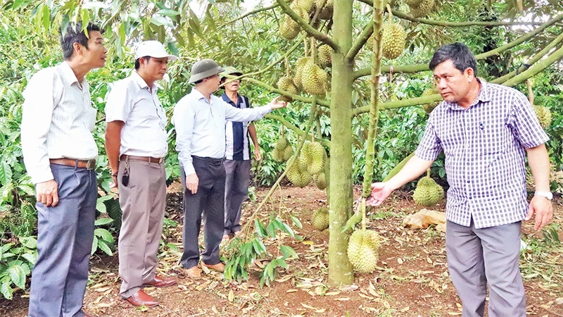 Tổng diện tích cây sầu riêng của tỉnh Đắk Lắk đã được Tổng cục Hải quan Trung Quốc phê duyệt và đang chờ phê duyệt cấp mã số vùng trồng để xuất khẩu sang Trung Quốc là 5.078ha. (Ảnh minh họa: Công Lý)