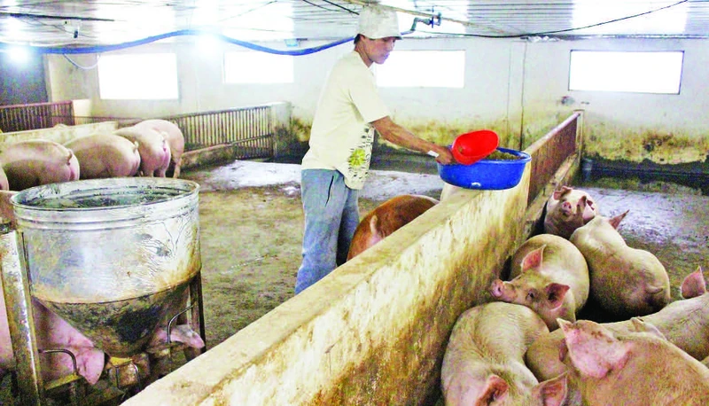 Gia đình anh Trần Văn Tuấn, ở xóm Đồng Ao, xã Đồng Liên, thành phố Thái Nguyên sử dụng bột lá chè xanh phối trộn với thức ăn chăn nuôi lợn.
