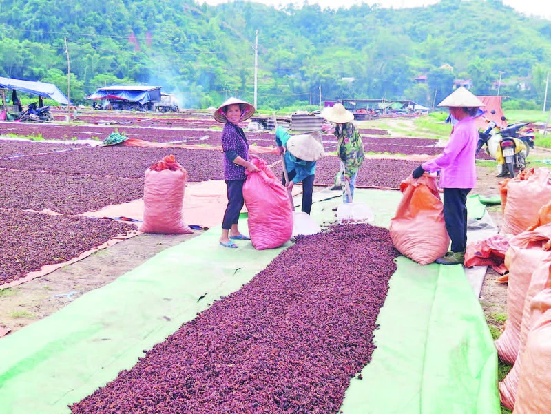 Người dân xã Yên Phúc, huyện Văn Quan phơi sấy hoa hồi.