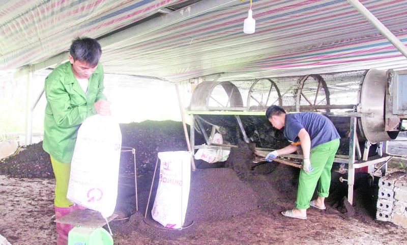 Sản phẩm phân bón hữu cơ từ nuôi giun quế bằng phế, phụ phẩm được thu hoạch, phân phối cho chuỗi trồng rau, cà-phê và cây ăn quả.