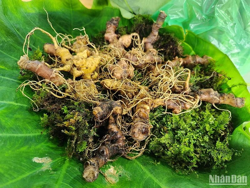 Sâm Ngọc Linh củ khi đưa vào bán tại phiên chợ sâm Ngọc Linh hằng tháng được các cơ quan chức năng kiểm tra và chịu trách nhiệm về chất lượng sản phẩm.