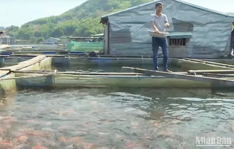 Nuôi cá trong lòng hồ Thủy điện Sông Tranh 2 (huyện Bắc Trà My, Quảng Nam) đem lại nguồn thu nhập đáng kể cho người dân .