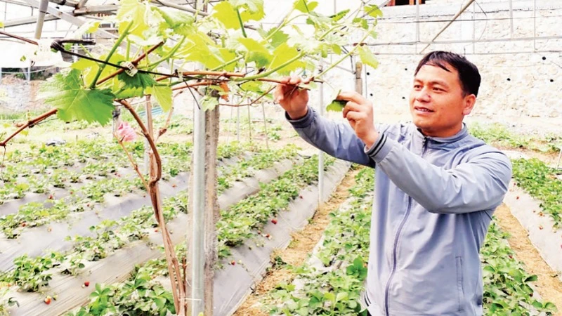 Trồng thử nghiệm cây nho sữa trong nông trại ở thị trấn Đồng Văn.