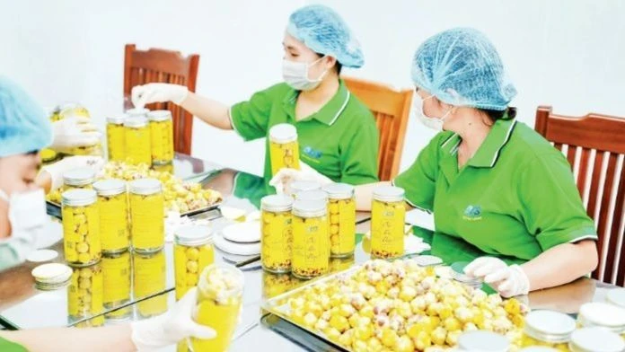 Đóng gói trà hoa vàng tại Hợp tác xã Trường Sơn, Lục Nam, Bắc Giang.