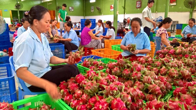 Trái cây Việt Nam có nhiều cơ hội xuất khẩu sang thị trường Bắc Âu. 