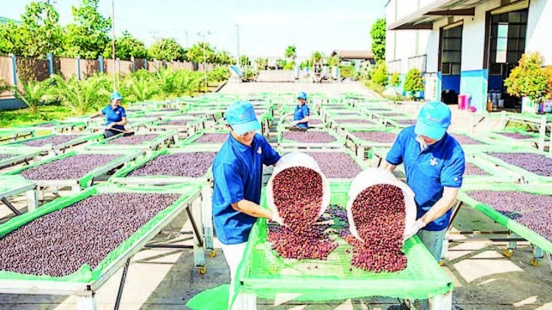 Năm 2024, xuất khẩu cà-phê của tỉnh Gia Lai đạt 210.000 tấn, kim ngạch đạt 620 triệu USD.