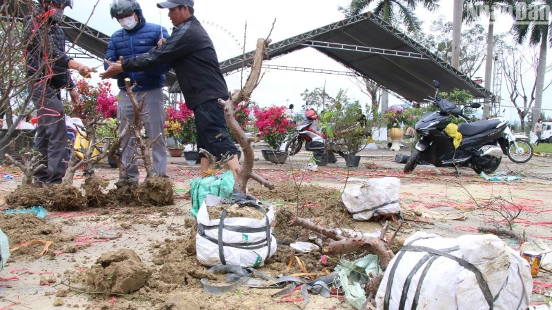 Vắng khách mua, các tiểu thương đập bỏ chậu, cắt ngắn hoa đào để vận chuyển ngược về quê chiều nay 28/1 (29 Tết). (Ảnh: ANH ĐÀO)