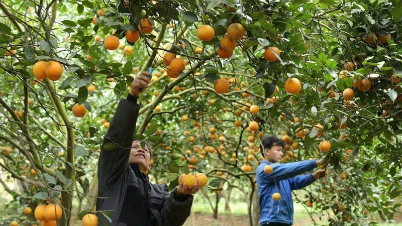 Mô hình vườn cam trải nghiệm của Hợp tác xã 3T Farm nông sản Cao Phong, Hòa Bình. (Ảnh: AN THÀNH ĐẠT)