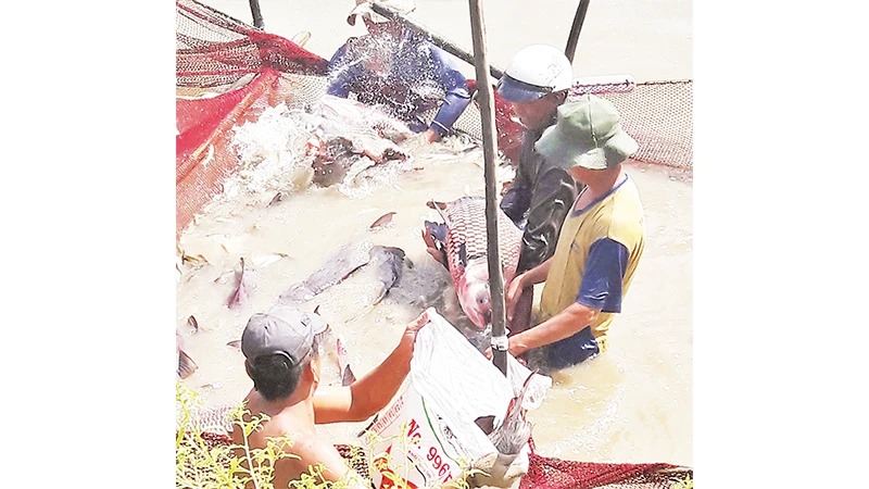 Nuôi cá hô thương phẩm ở tỉnh An Giang.
