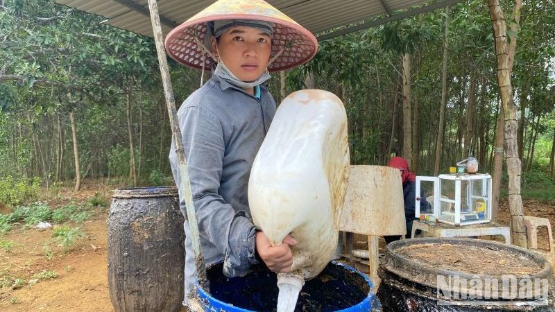 Giá mủ cao su tăng gần gấp đôi, người nông dân huyện miền núi Sông Hinh, Phú Yên có thu nhập cao.