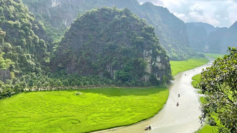 Hiện cánh đồng lúa Tam Cốc, Ninh Bình đang được nhiều khách du lịch quan tâm, tìm về.