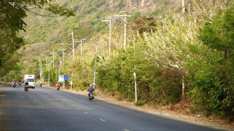 Cung đường ven biển Long Hải-Phước Hải (huyện Long Đất) ngập tràn sắc hoa đỗ mai.