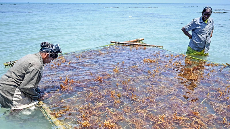 Những bè rong biển được trồng mới là cơ hội kiếm thêm thu nhập cho cư dân đảo Pamban. Ảnh | FORBES INDIA