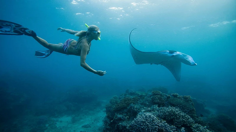 Lặn biển quan sát cá đuối ở Fiji. 