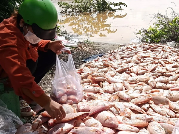 Cá chết tại các bè trên sông Đồng Nai được vớt lên bờ để bán.