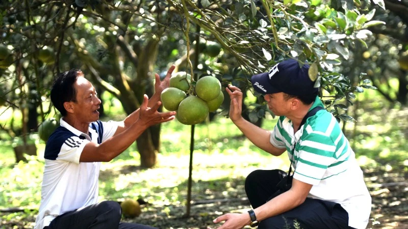 Ông Ngô Văn Sơn (bên trái) một trong những người trồng bưởi lâu năm ở vùng Tân Triều.