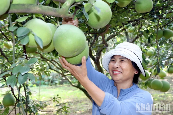 Nông dân chăm chút cho lứa bưởi để chuẩn bị bán Tết.