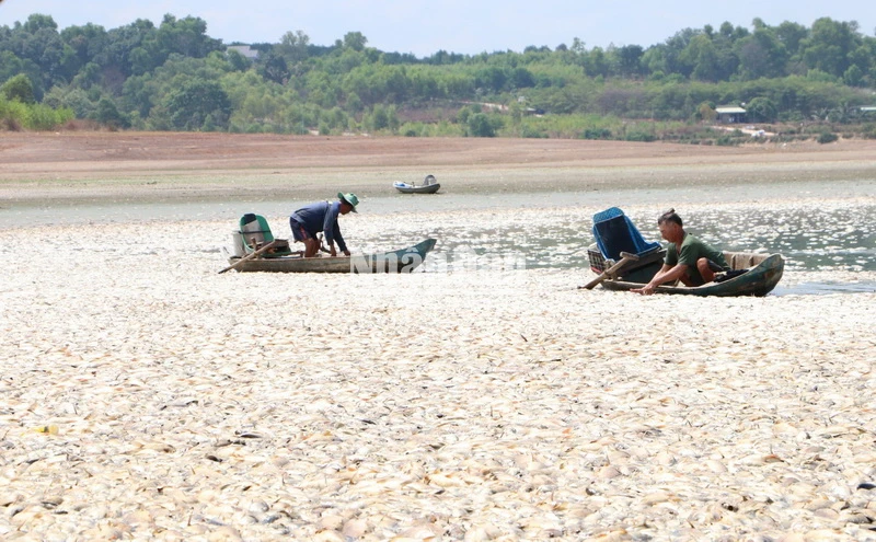 Cá chết nổi trắng cả lòng hồ Sông Mây, bốc mùi hôi thối.