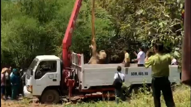 Lực lượng chức năng đưa cá thế voi con bị chết từ dưới giếng lên để phục vụ công tác xác minh, làm rõ nguyên nhân.