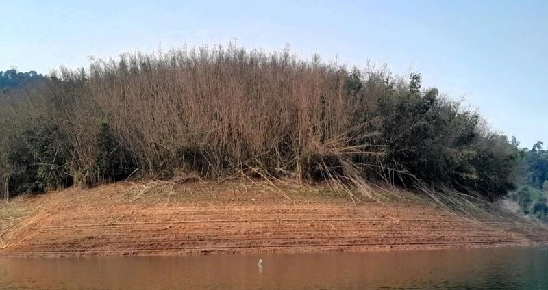 Hàng trăm ha lùng tự nhiên đồng loạt ra hoa rồi chết trên diện rộng ở biên giới Nghệ An.