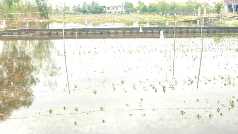 Nhiều diện tích trồng hoa hoa Tết ở xã Hồng Thủy bị ngập úng, gây thiệt hại cho người trồng